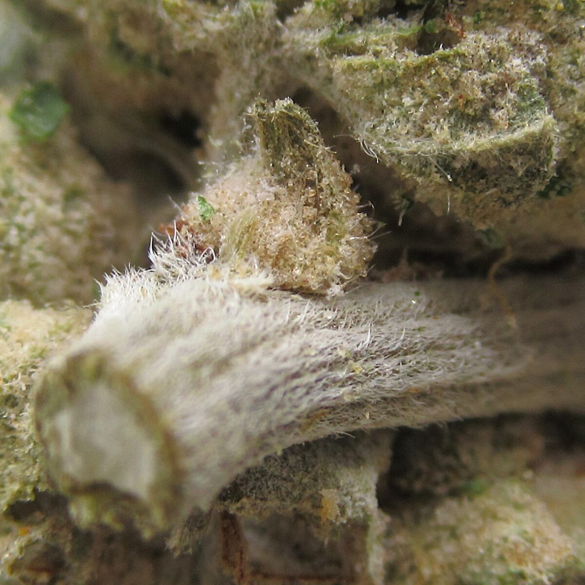 gas cake