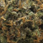 pinky's oreoz