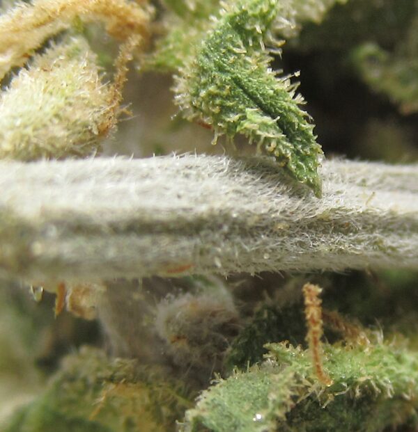 pinky's oreoz