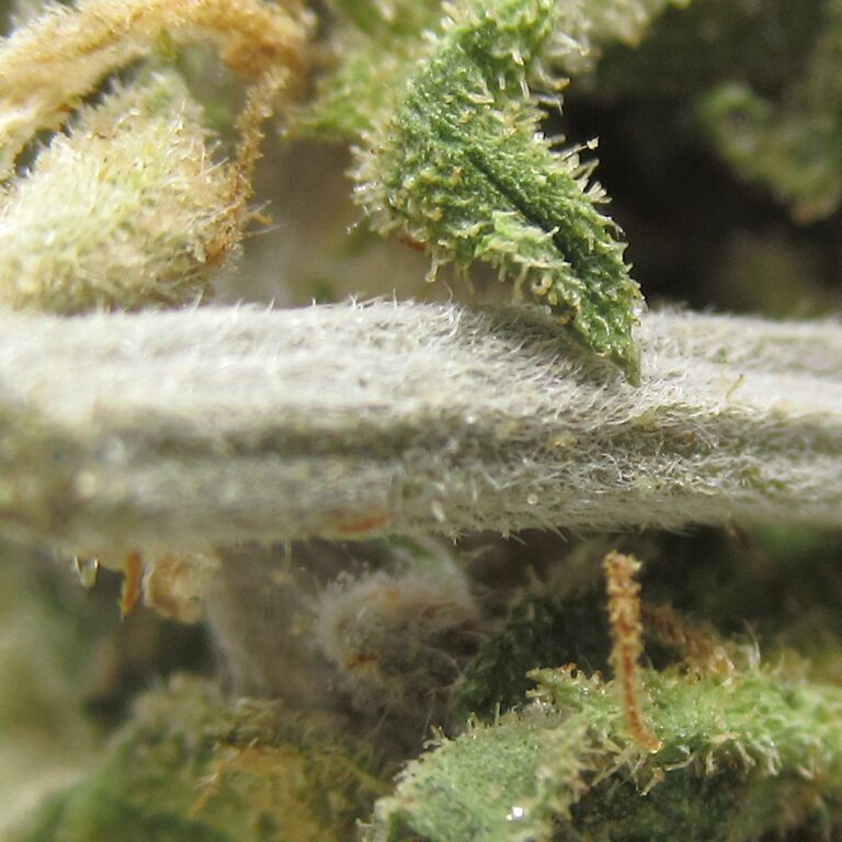 pinky's oreoz