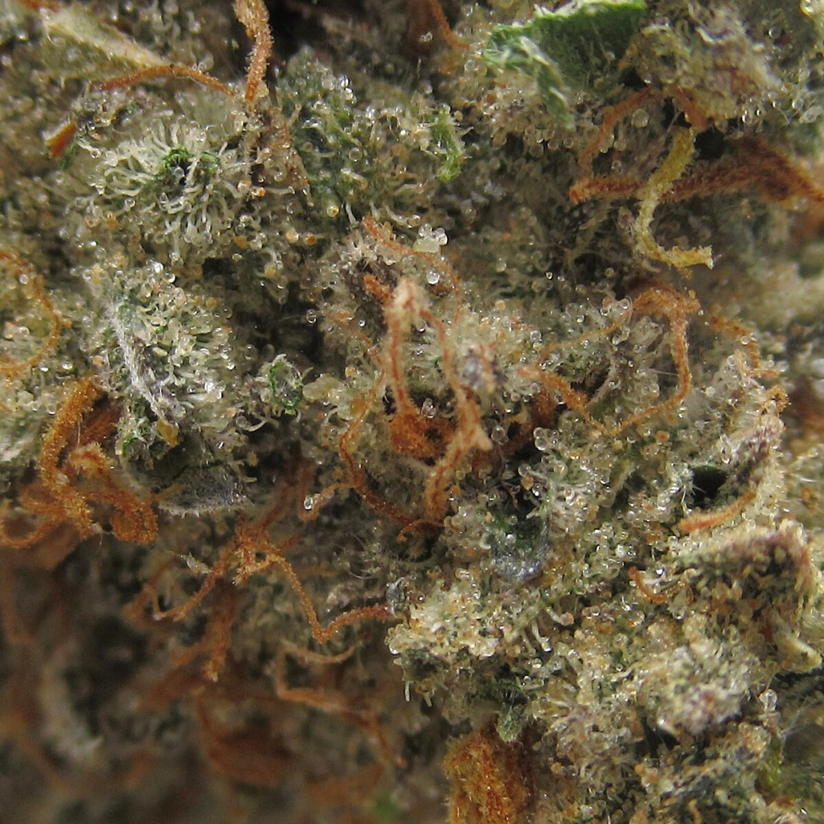 grape god