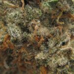 grape god