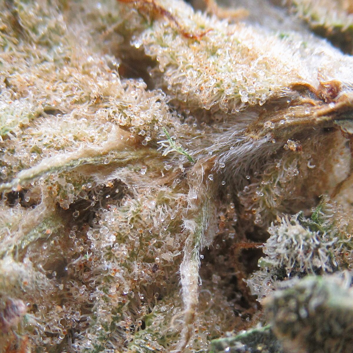 grape god