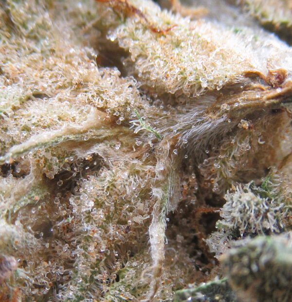 grape god