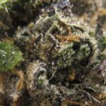 white grapefruit cookie