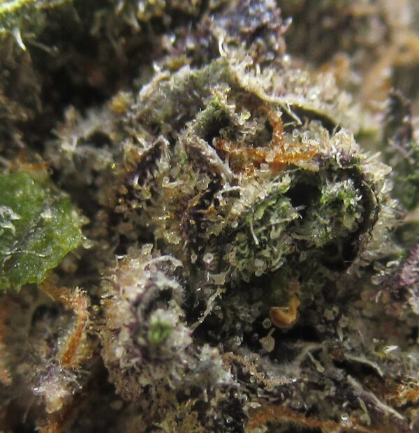 white grapefruit cookie