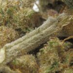 white grapefruit cookie