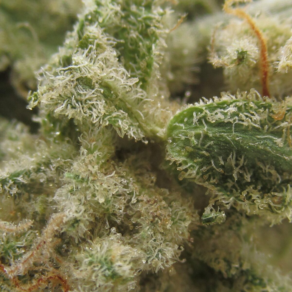 snow white