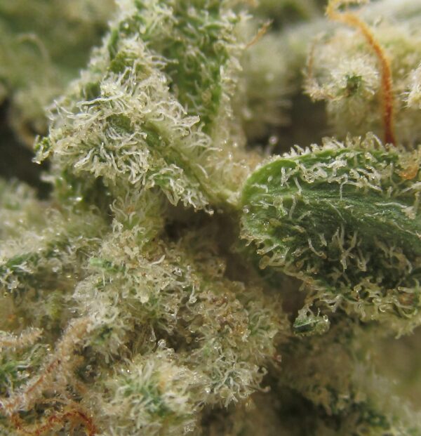 snow white