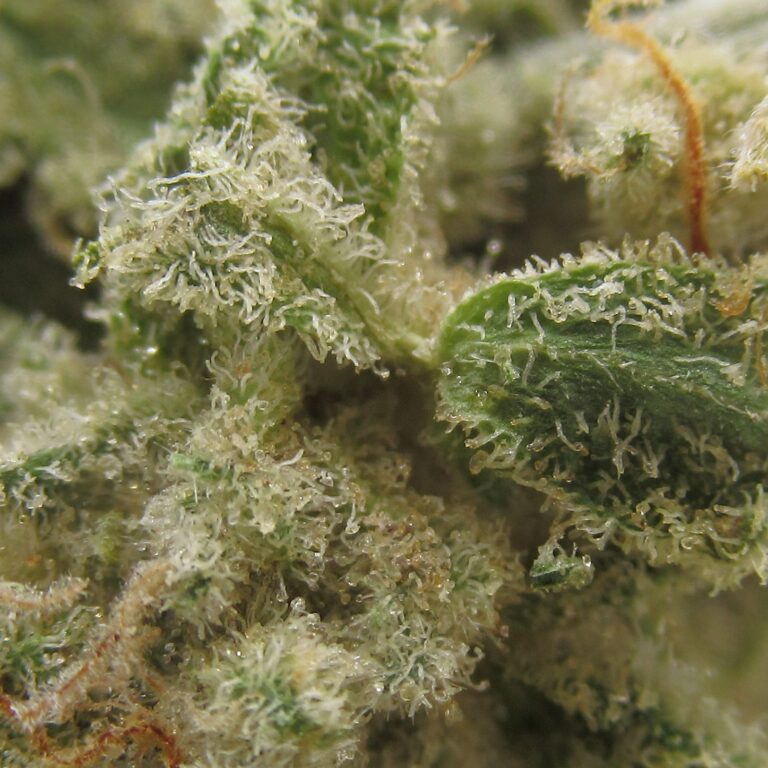 snow white