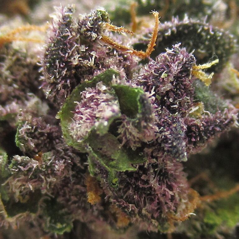 ruby violet
