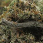 frozen gelato