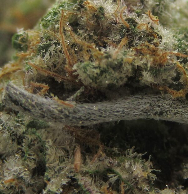 frozen gelato