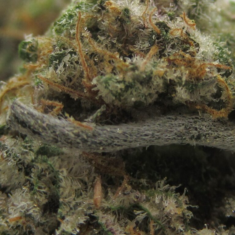 frozen gelato