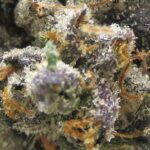 snoop dogg og