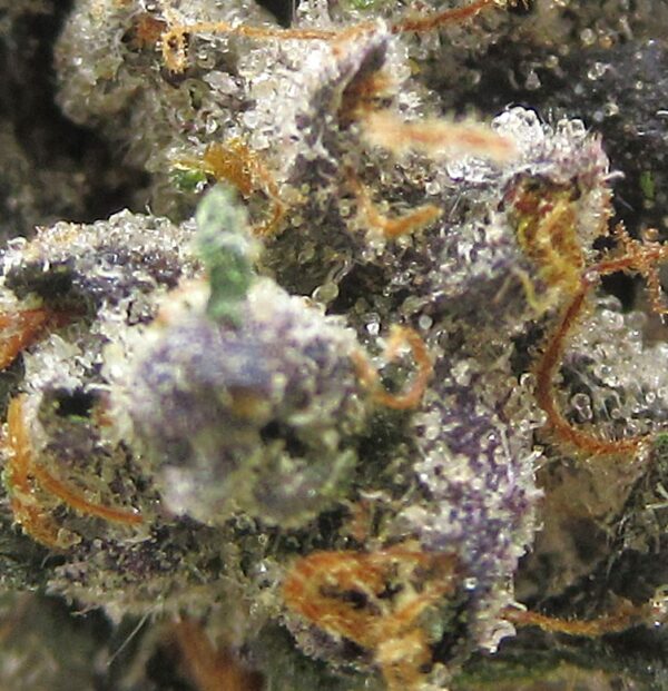 snoop dogg og