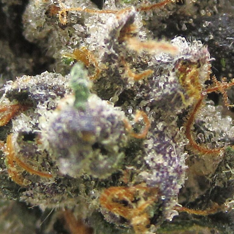 snoop dogg og