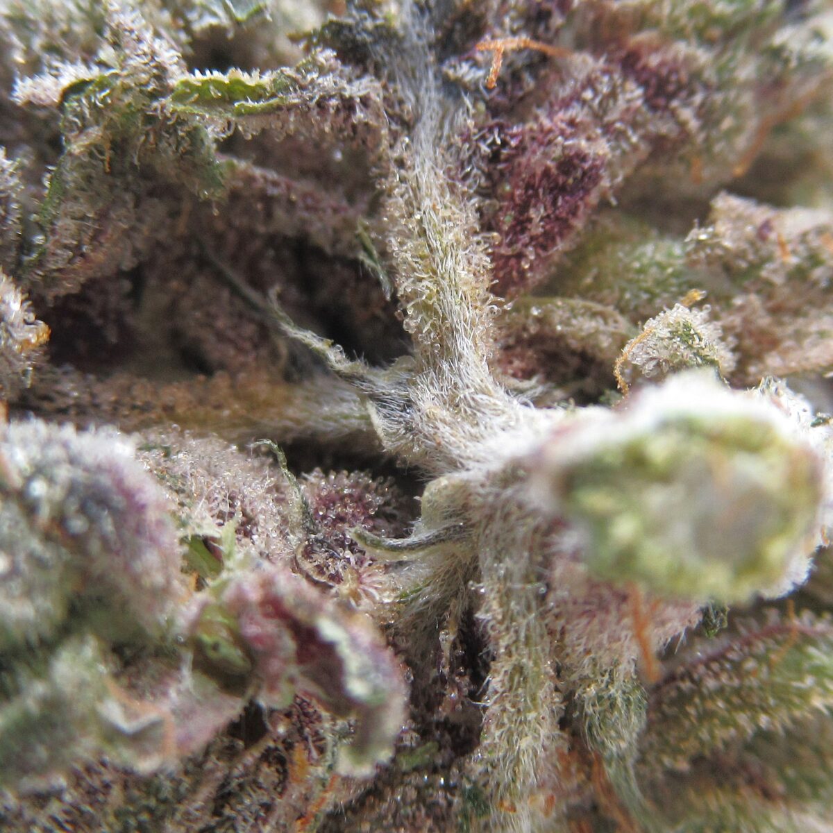 snoop dogg og